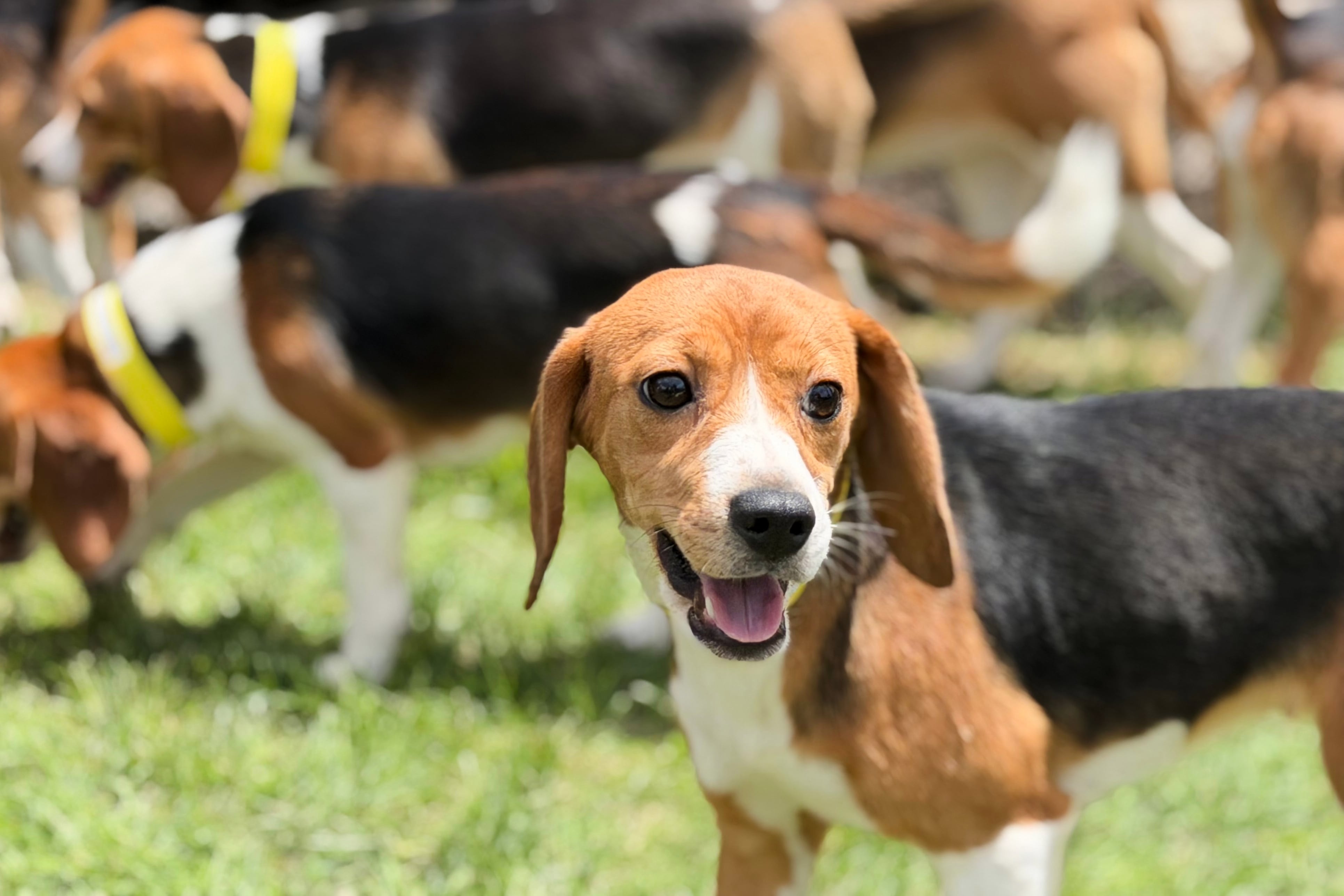 Lexington government passes new animal welfare rules