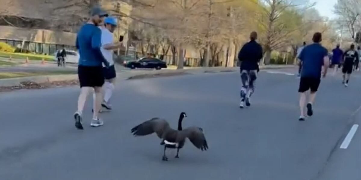 Goose Racers Unlikely participant: Goose joins runners in half-marathon