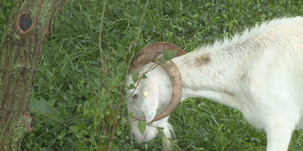 Goats removed from Lexington green space project ahead of more rain