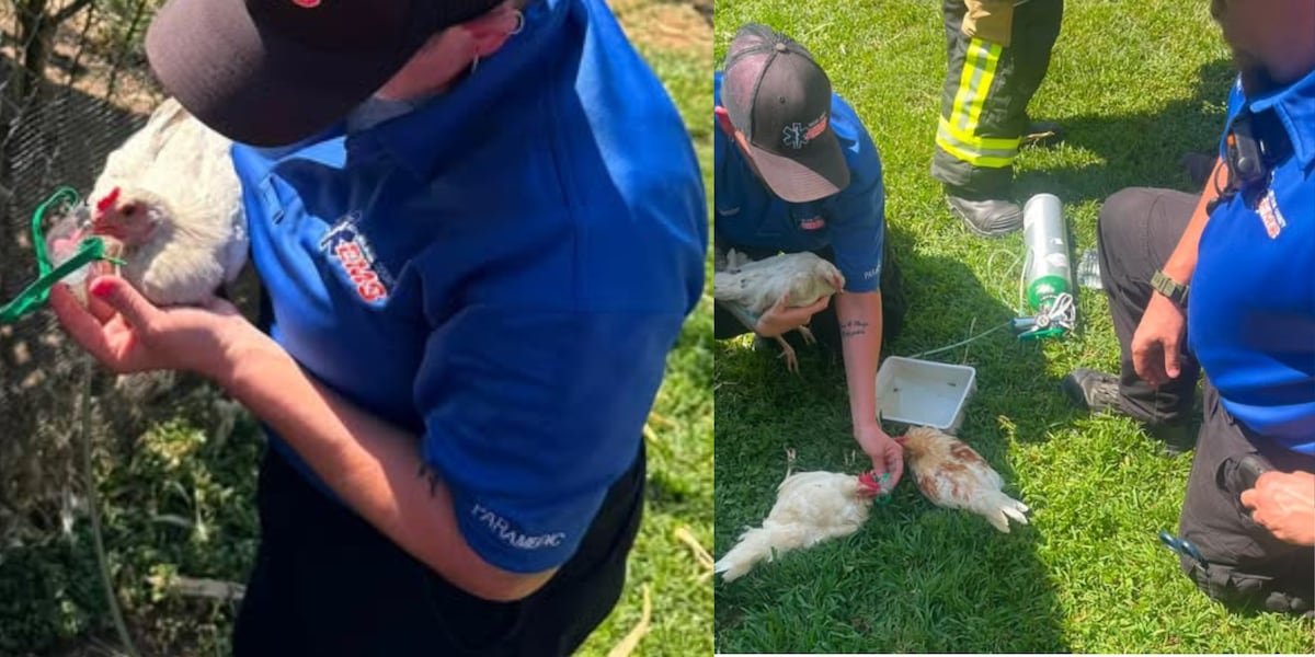 Nelson County EMS saves chickens affected by coop fire