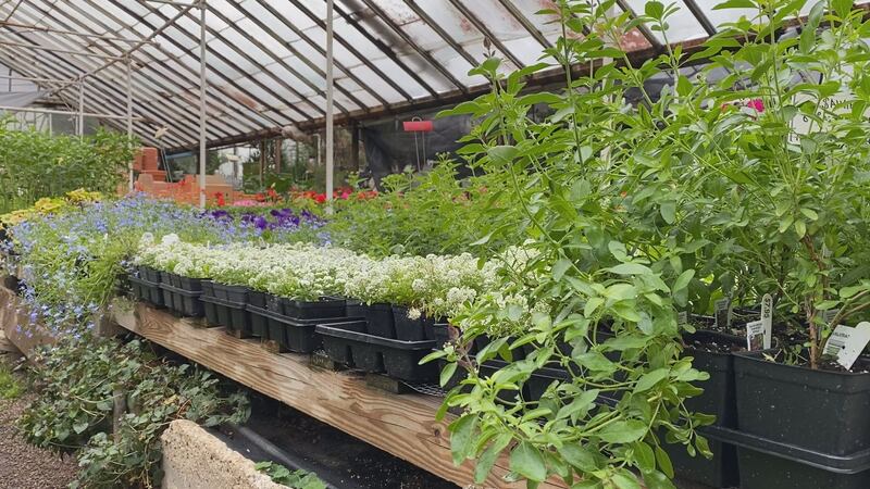 Plants stay protected from the cold weather in Michler's greenhouse.
