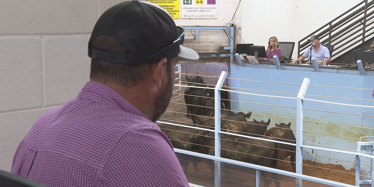 Kentucky cattle farmers react to Trump's beef import plan