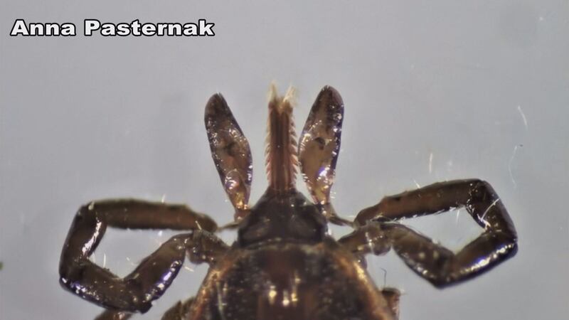 Once latched on, ticks can be difficult to remove and it's important to do so safely. (Photo:...