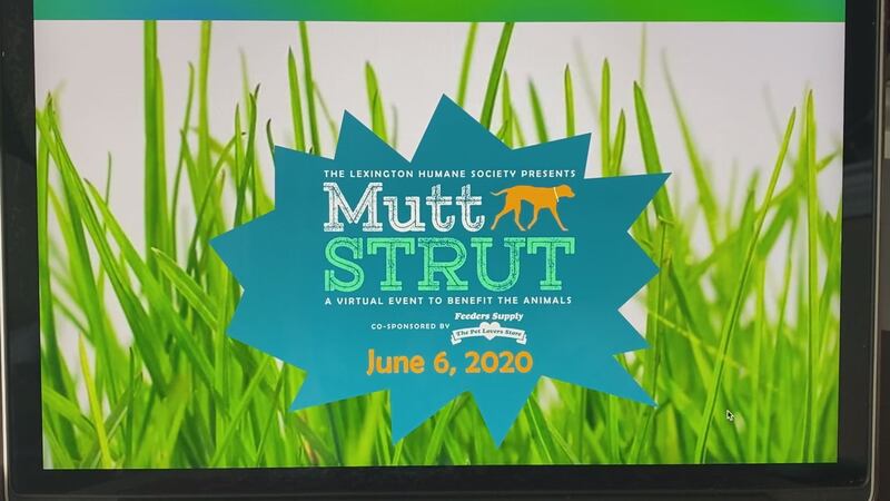 Lexington Humane Society takes their annual Mutt Strut to a virtual platform amid COVID-19...