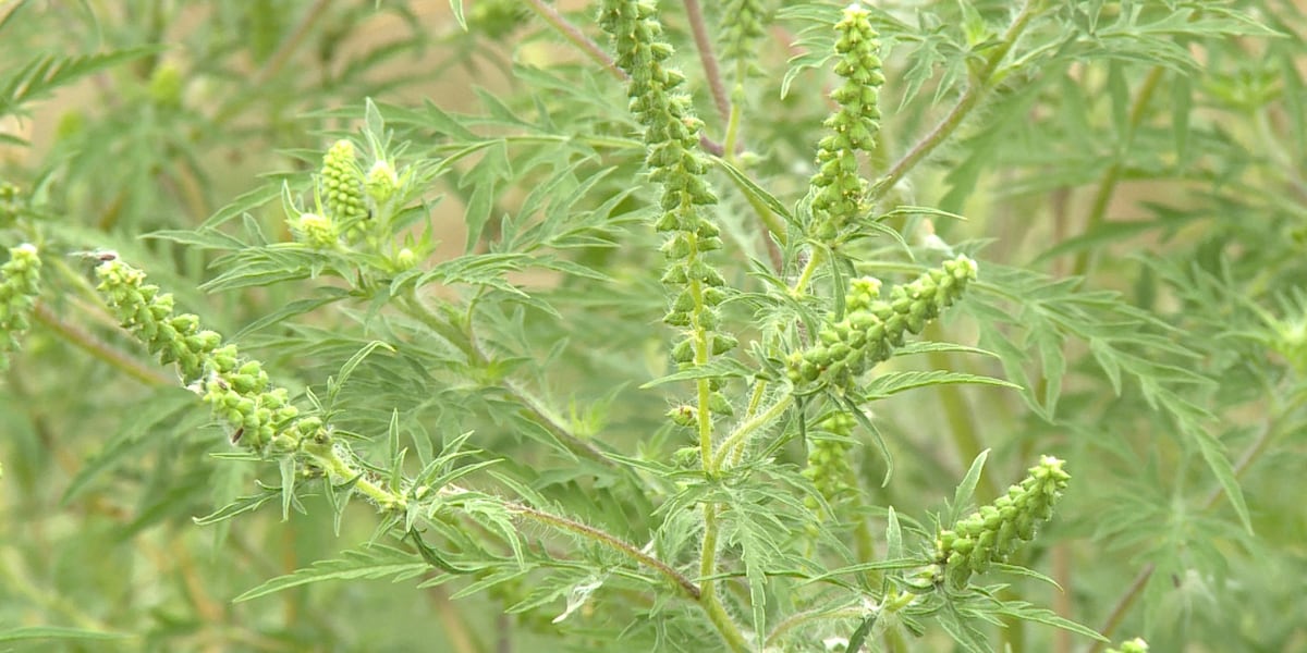 Ragweed allergy season about to get into full swing in Kentucky