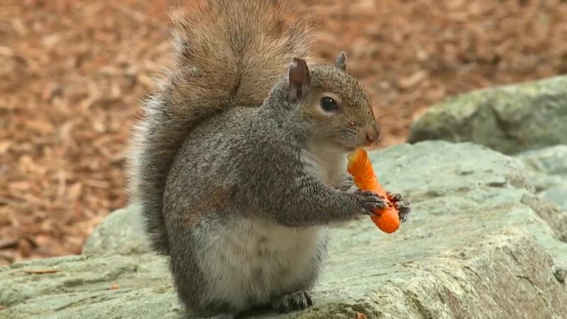 Crackers, Cheetos, chips – if it’s cheese-flavored, the squirrel will go...
