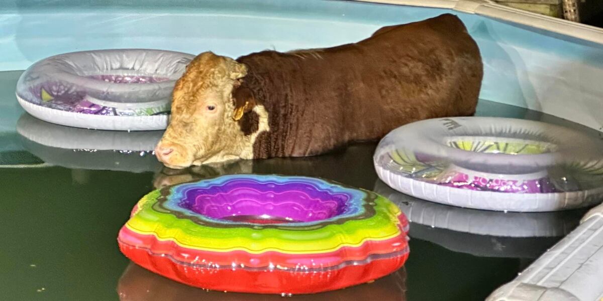 Cow Raft Pool Crews in Pulaski Co. rescue cow from pool