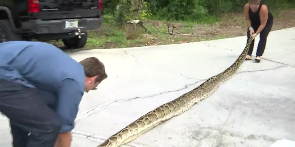 9ft Python ‘It was trying to wrap me up’: Longest python caught in Florida is a 19 ...