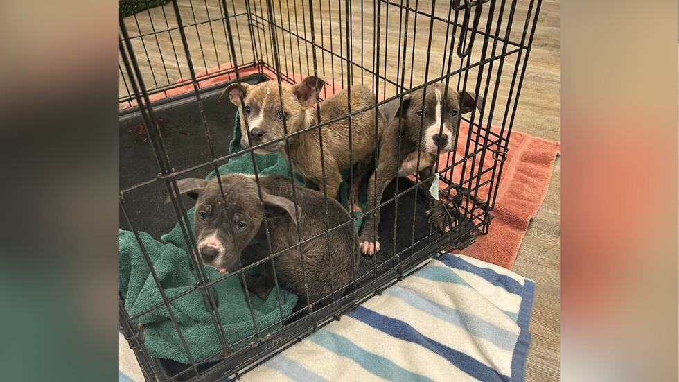 3 puppies found as strays in Lexington test positive for parvo