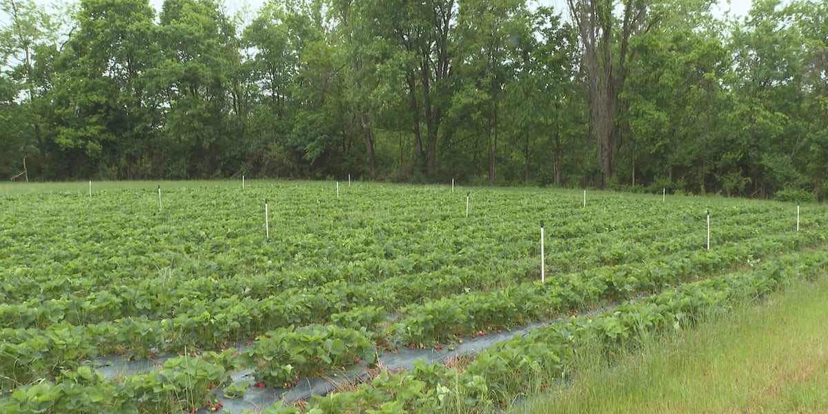 Weather and high gas prices causing issues for local Kentucky farmers