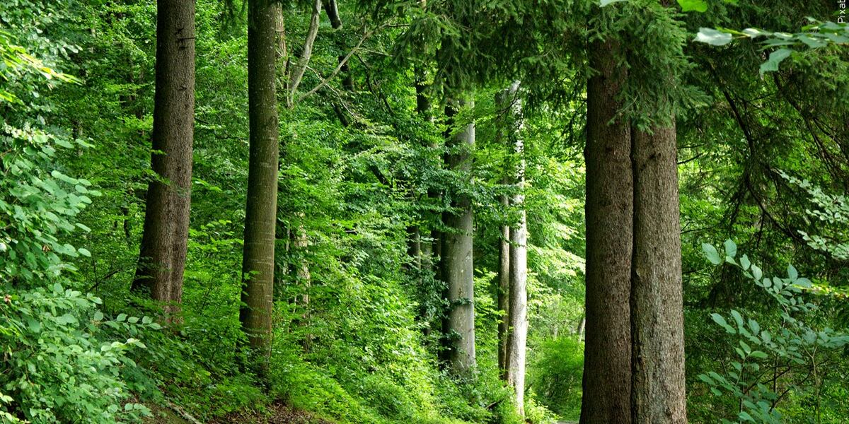 Severe Wind Storms Raise Questions About KU s Tree Cutting Policy severe-wind-storms-raise-questions-about-ku-s-tree-cutting-policy