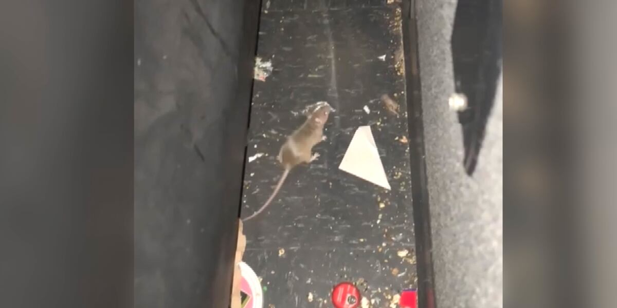 5000 Rats Moviegoer brings mousetrap with him after learning about rat ...