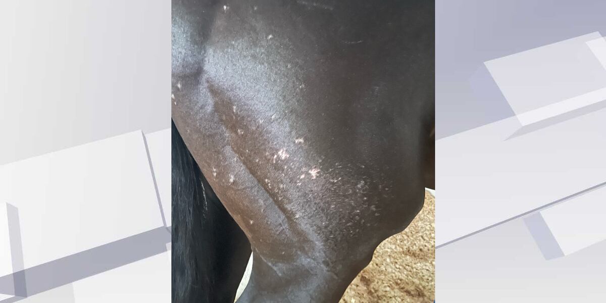 Baffert says ointment used for Medina Spirit’s skin condition contained ...