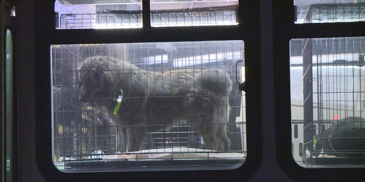 Overrun Animals Two facing charges after hundreds of animals rescued from overrun ...