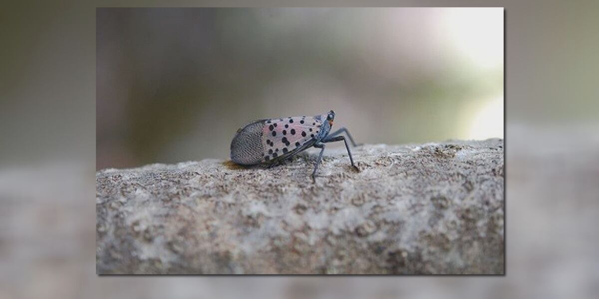 Scientists say you should smash this insect if you see it in the Bluegrass