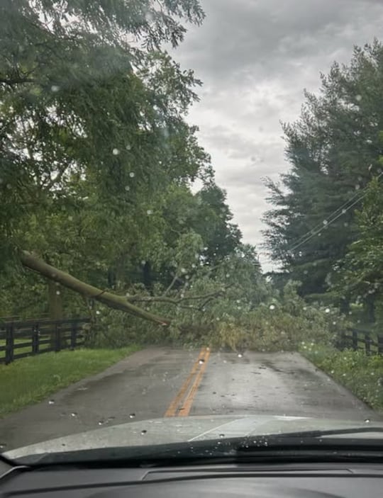 Fallen tree Bryan Station Road