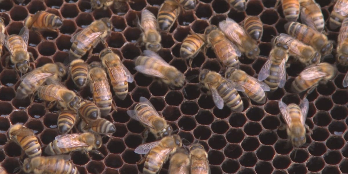 How to celebrate Kentucky pollinators for National Pollinator Week