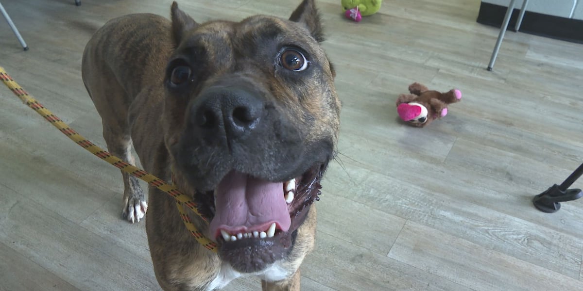 Lexington Fayette Animal Care and Control rescues 16 pets after severe weather