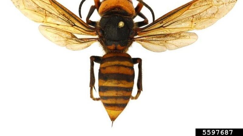 The Asian Giant Hornet is commonly referred to as the 'murder hornet'. Courtesy Jonathan Larson