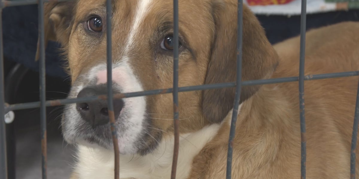 Pet surrenders surge after Christmas at Central Kentucky rescue - WKYT