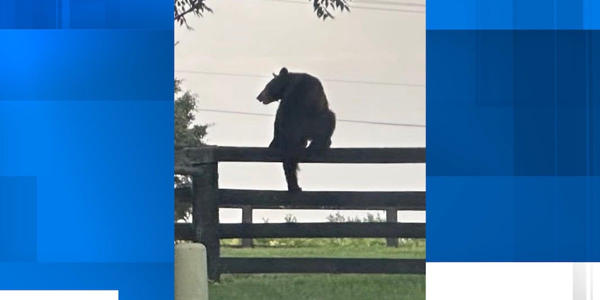 Bears spotted roaming through Kentucky cities