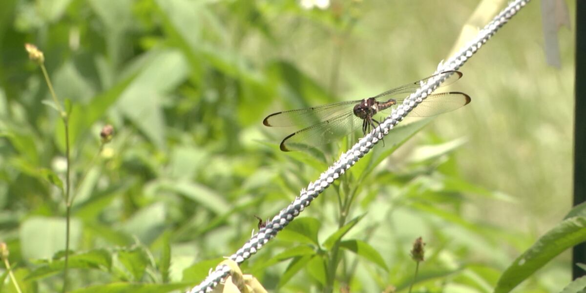 Concern Insect UK entomologist says there is concern about something happening to ...