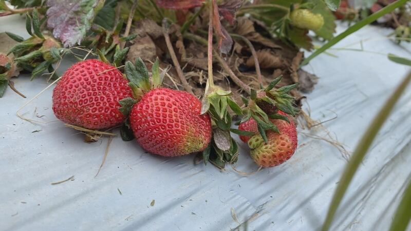 Warmer weather on the horizon will help to ripen more of Eckert's strawberry crop