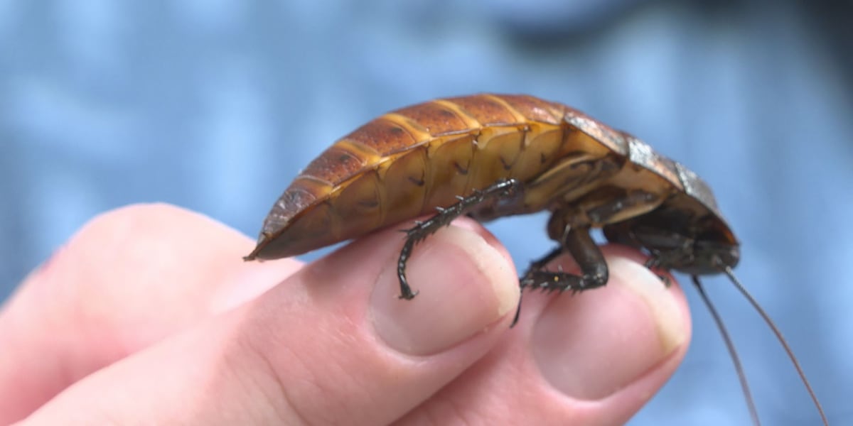 Experts track New World screwworm as global insect population declines