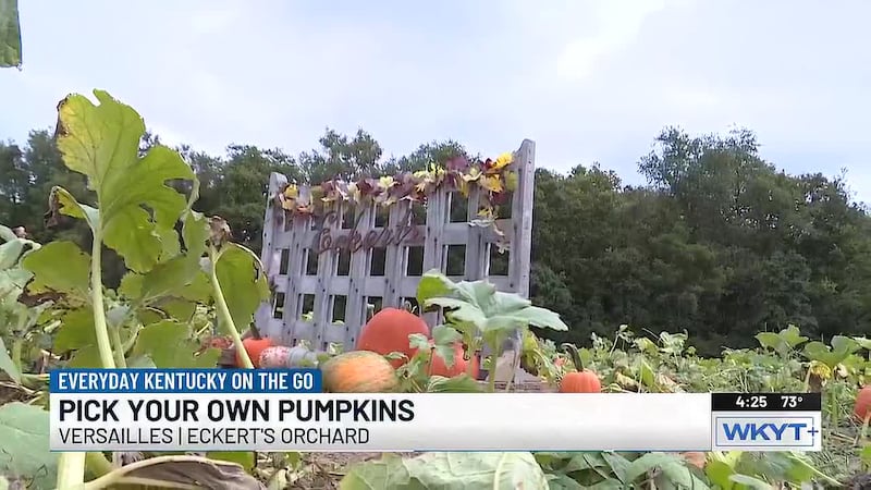 Everyday Kentucky On The Go | Pick your own pumpkin at Eckert's Orchard