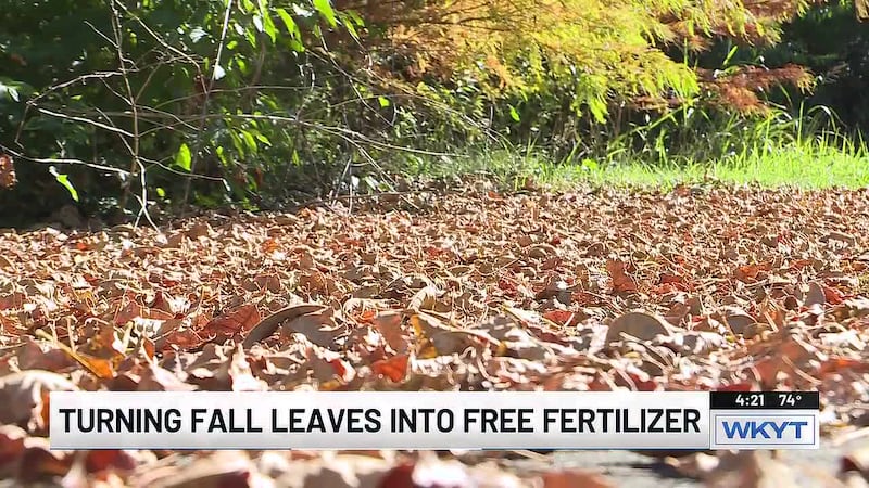 How to give your fallen leaves a new life